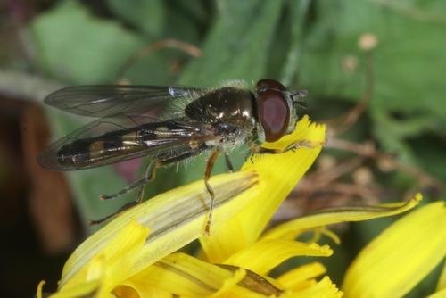 Réf. 279 685 : Platycheirus scutatus